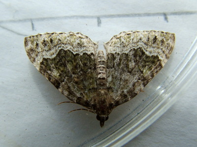 Beech Green Carpet